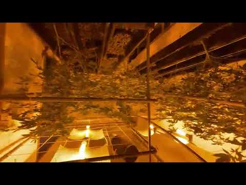 Polícia Militar encontra estufas com 47 pés e 64 mudas de maconha em uma casa em Aracruz