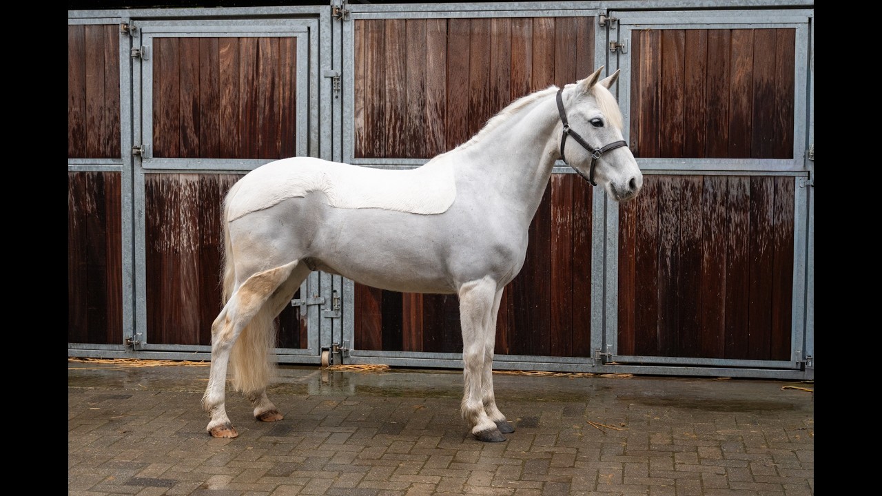 Errismore Joe (CONTEMPI CASHEL x ROBE EARL) video 1