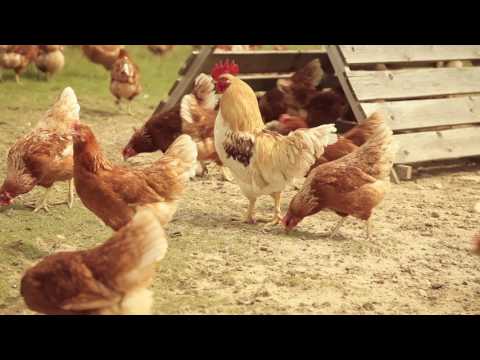 Bio-Eier vom Bio-Hof Pschorn – Die Biohennen