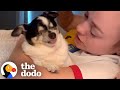 Blind Senior Chihuahua Loves The Sound Of Grandma S Voice The Dodo