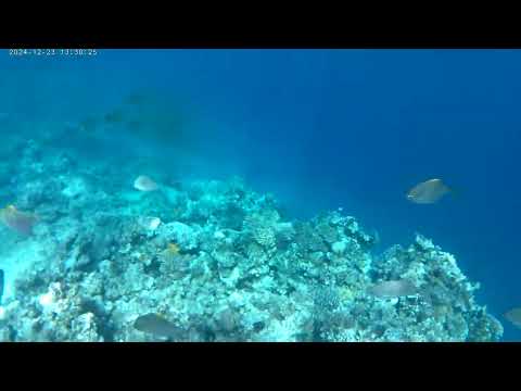 Florenza Khamsing beach Hurghada