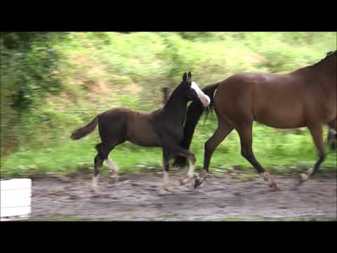 PAV GLOW NEU vom 5.7.21