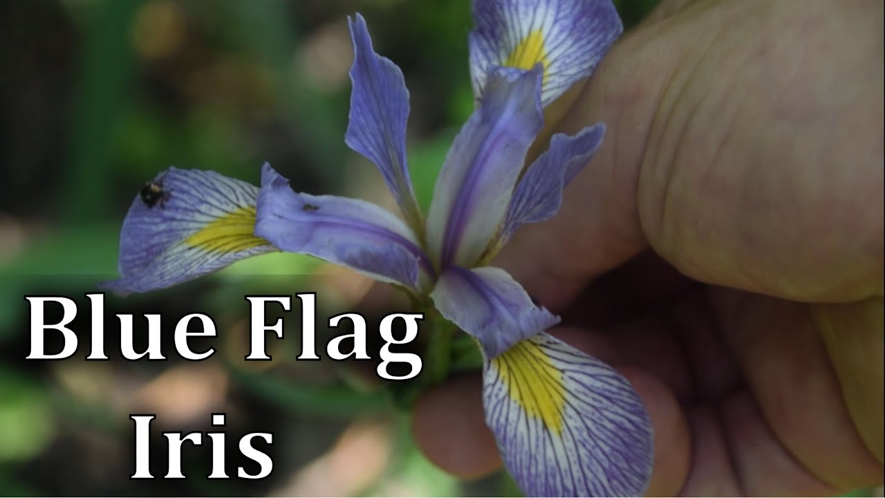 How to Identify Blue Flag Iris - Poisonous Plant - YouTube