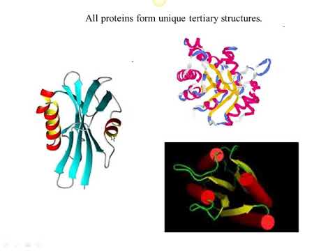 Genetics Chapter 11 Part 1 Captivate