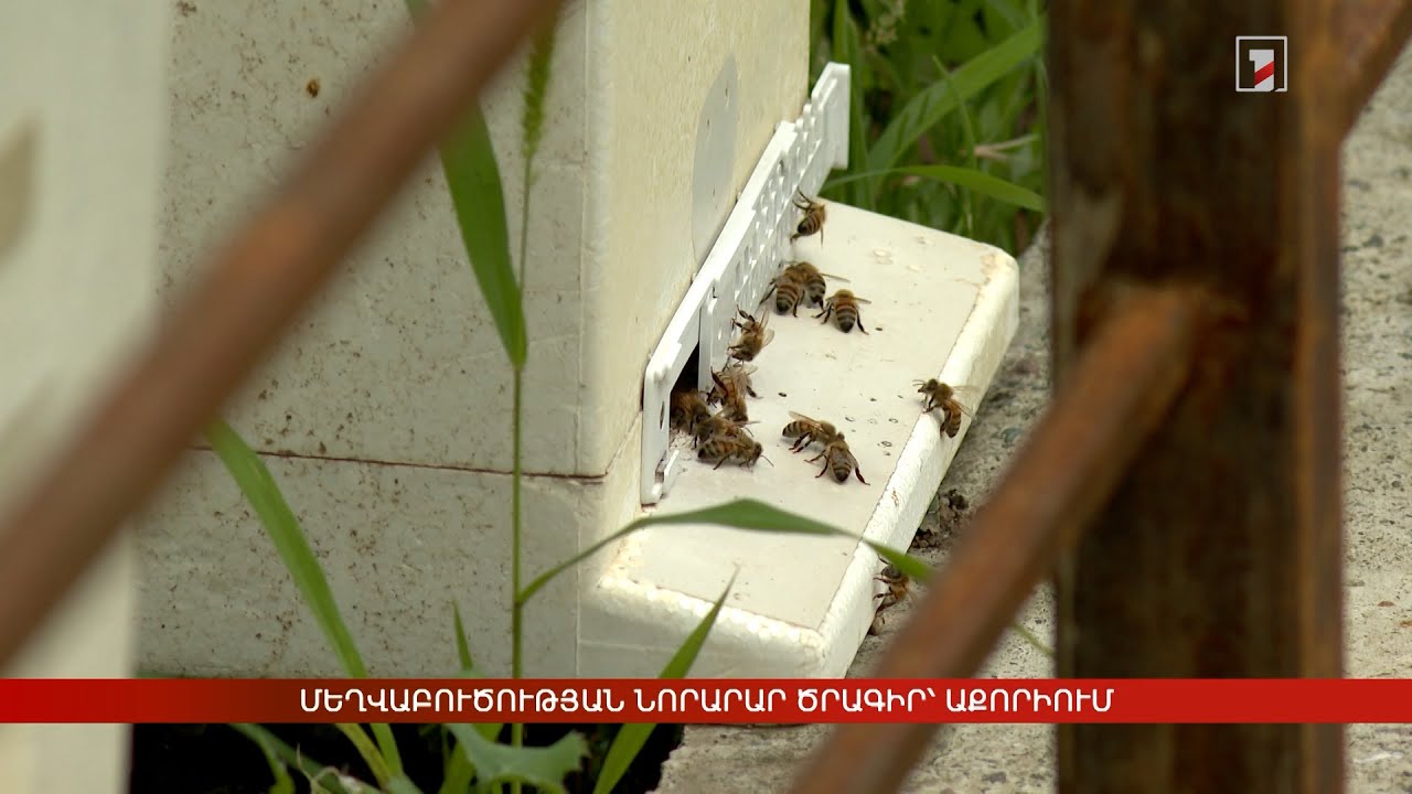 Մեղվաբուծության նորարար ծրագիր՝ Աքորիում