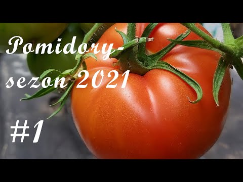 , title : 'Pomidory 2021 | Ogród | #1'