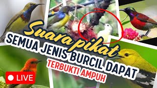 Download lagu TERBUKTI ‼️ SUARA PIKAT BURCIL PALING AMPUH ANTI ZONK !! DURASI PANJANG 1 JAM mp3