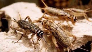 Download lagu Suara pemanggil Jangkrik/ jengkerik mp3