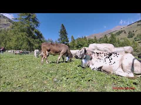CAMPANACCI "RUDUN" E MUCCHE AL PASCOLO A PONTECHIANALE IN VALLE VARAITA (CN) LUN. 12 - 9 - 2022.