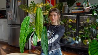 choosing 3 plants from each genus to create the PERFECT houseplant collection 🌿