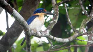 preview picture of video 'Rufous-lored Kingfisher [HD]'