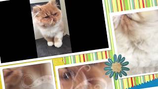 November 2018 Tiger Lilly's babies are available