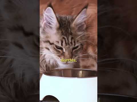 Why Cleaning Your Cat’s Food Bowl Daily Is Essential! 🐾