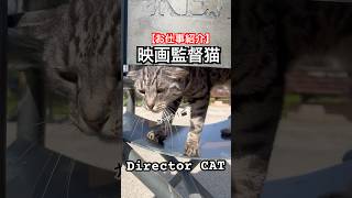 #istanbul #cat #トルコ #猫のいる暮らし #catshorts #映画 #movie #shorts #director #かわいい #猫動画 #ねこ #cute