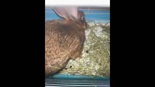 Abyssinian Hare Rabbits Videos