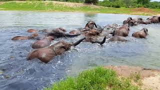 preview picture of video 'Ithumba camp, Kenya.  Bath time.'