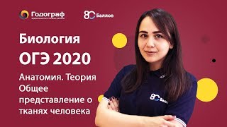 ОГЭ по биологии 2023. Человек и его здоровье. Общее представление о тканях человека. - фото