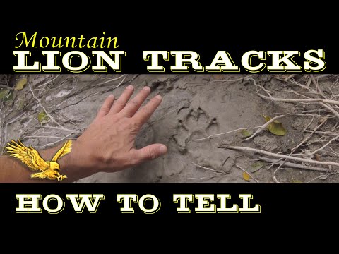 Mountain Lion tracks - How to tell