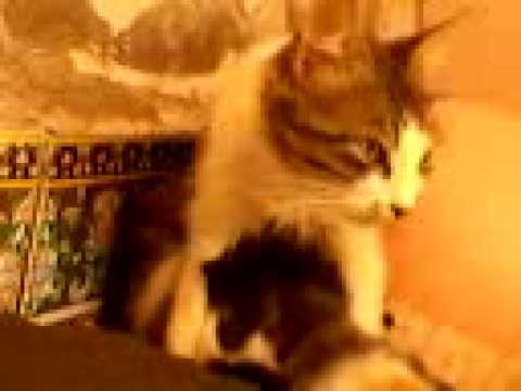 pistach القطة الذكية وصغيريها sola et loula