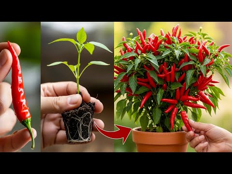 New techniques for growing chili tree from fruit to produce more fruit100%