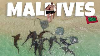 We Honeymooned With Sharks in the Maldives!
