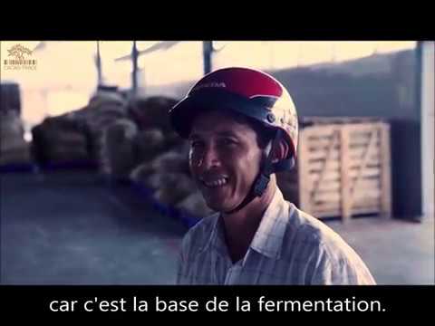 La fermentation Cacao Trace