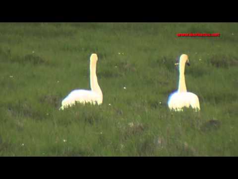 Cisne cantor ( Cignus cygnus ) Whooper Swan