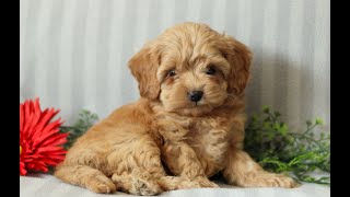 Video preview image #1 Cock-A-Poo Puppy For Sale in NARVON, PA, USA