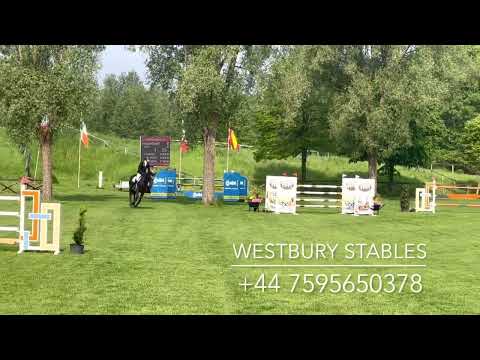 Djoko Z- 2016 Stallion (Dominator Z X Darco)