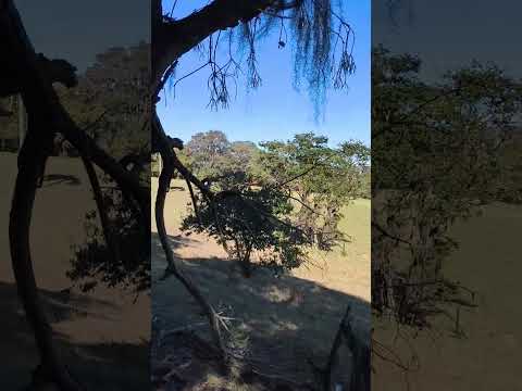 Sítio com 65.000m² em Angatuba interior de São Paulo com escritura Registrada.Valor 600.000.00.