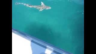 Remora feeding frenzy