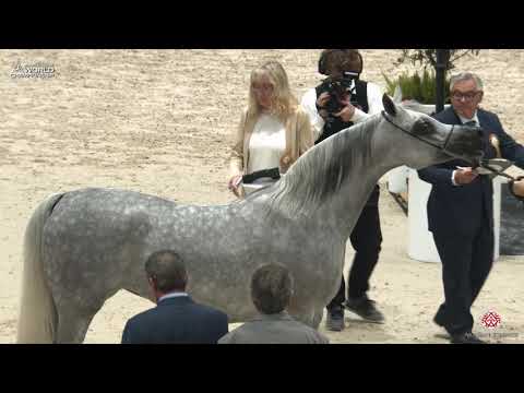 N 63 PRUNELLA   Paris 2019   Senior Females Class 3A