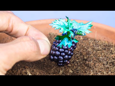 Blackberry Plant Growing From Seed (124 Days Time Lapse)