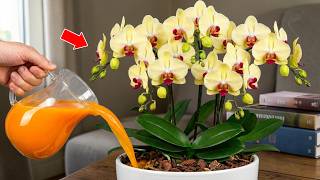 Amazing! Just 1 cup per month, both roots and flowers bloom all year round.
