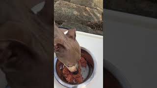 Dogs Eat #10 Raw Food Outside