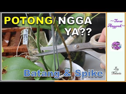 , title : 'TIPS MEMOTONG BATANG & SPIKE ANGGREK'