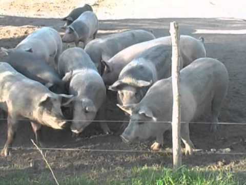 Criadero de cerdos a pequeña escala, Programa  "Hacia el campo"