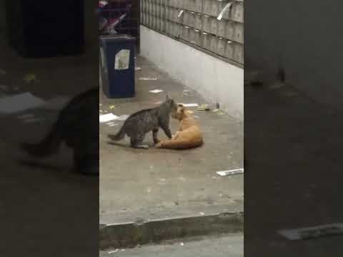cat street fight in flat
