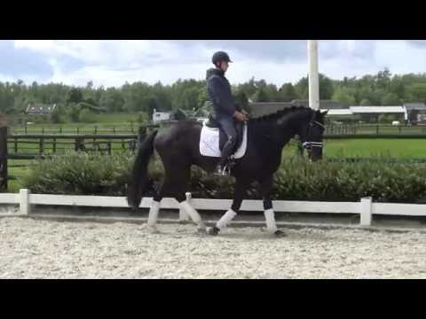 Ivanhoe Desperado x Jazz