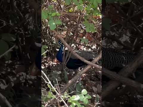 Girnar ji #jainmandir