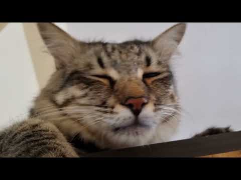 Funny guest cat Siblings Madhu & Malti's 4th stay moments #catvideos #funnycats #boarding