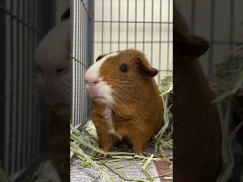 Cobbler Youtube Video