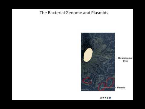 Lecture 12 - Bacterial Genetic Systems