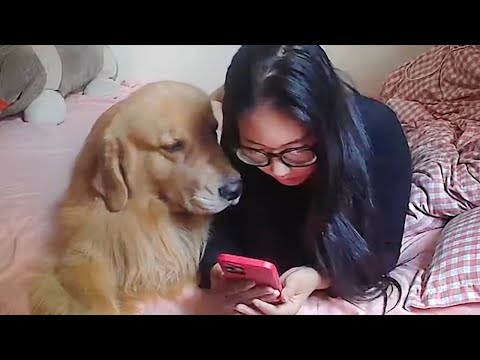 Quand votre chien est comme votre frère ou votre sœur 🤣 drôle de chien et d'humain