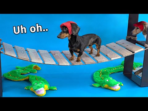 Wiener Dog Obstacle Challenge! [Extended Version!]