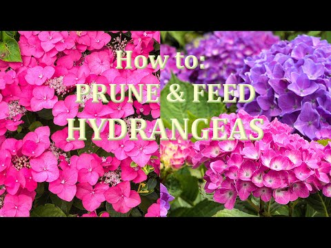 , title : 'Easy guide to Pruning and Fertilizing Hydrangeas'