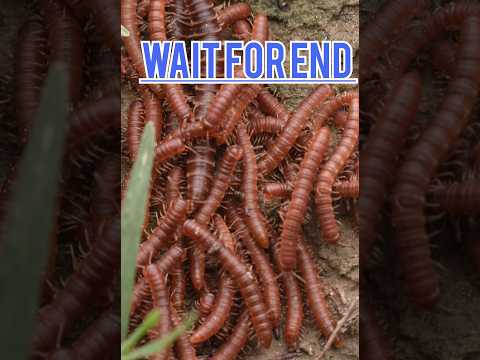 Millipede  Horror! red millipede #millipede #viral #shots #youtube #tranding #macro #rells