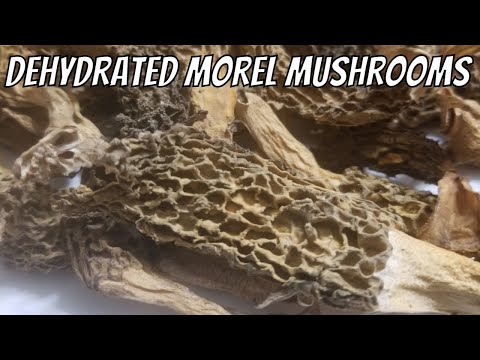 How to - Dehydrated Morel Mushrooms - cooking Morel Mushrooms