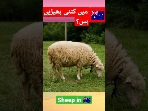 , title : 'نیوزی لینڈ میں کیسی بھیڑیں پائی  جاتی ہیں؟|| Sheep||Sheep in Newzeland'