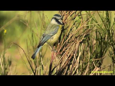 HERRERILLO COMÚN | BLUE TIT | Parus caeruleus